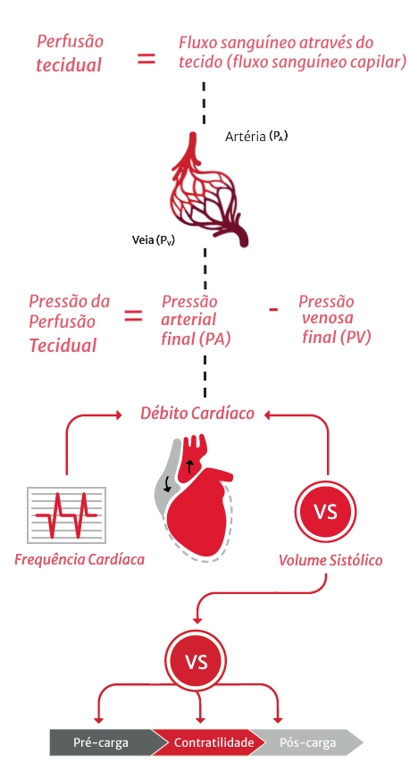 Perfus&atilde;o do tecido e d&eacute;bito card&iacute;aco
